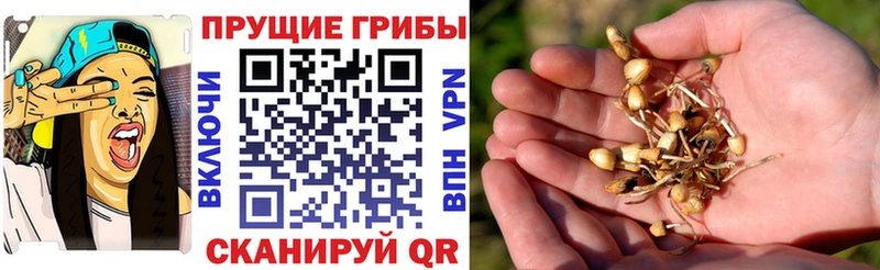 Псилоцибиновые грибы мухоморы  Апатиты 