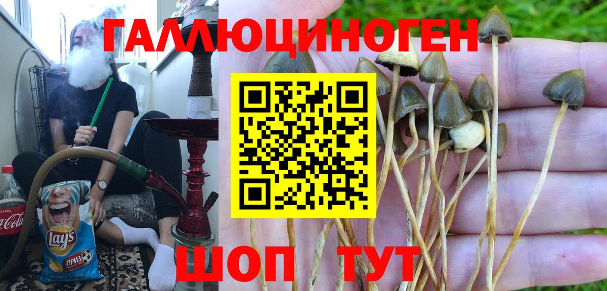 Галлюциногенные грибы Psilocybe  Вход с VPN  Апатиты 